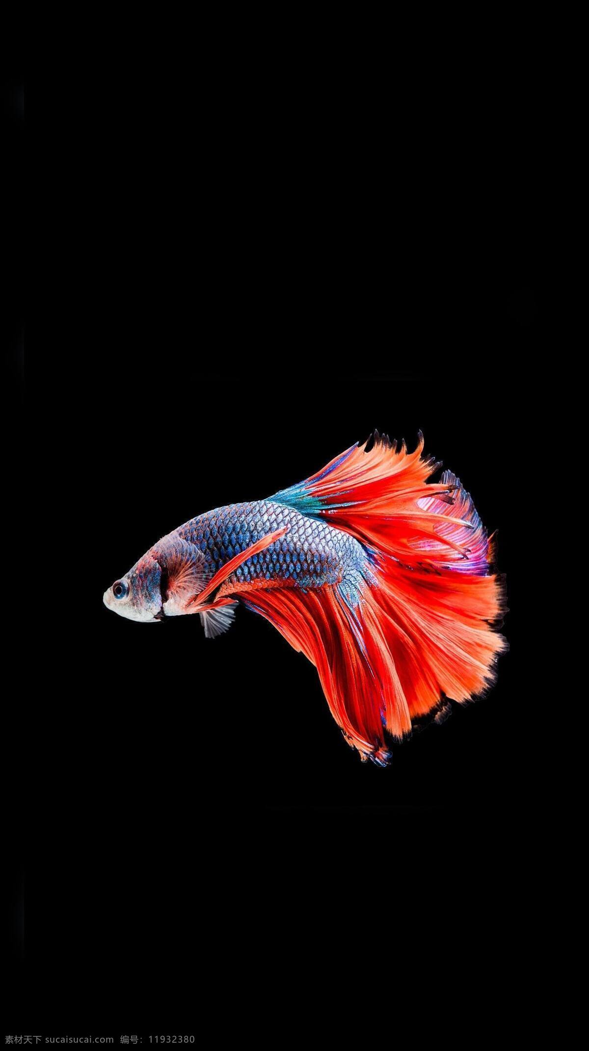 孔雀鱼 热带鱼 彩色 缤纷 动物 鱼 斗鱼