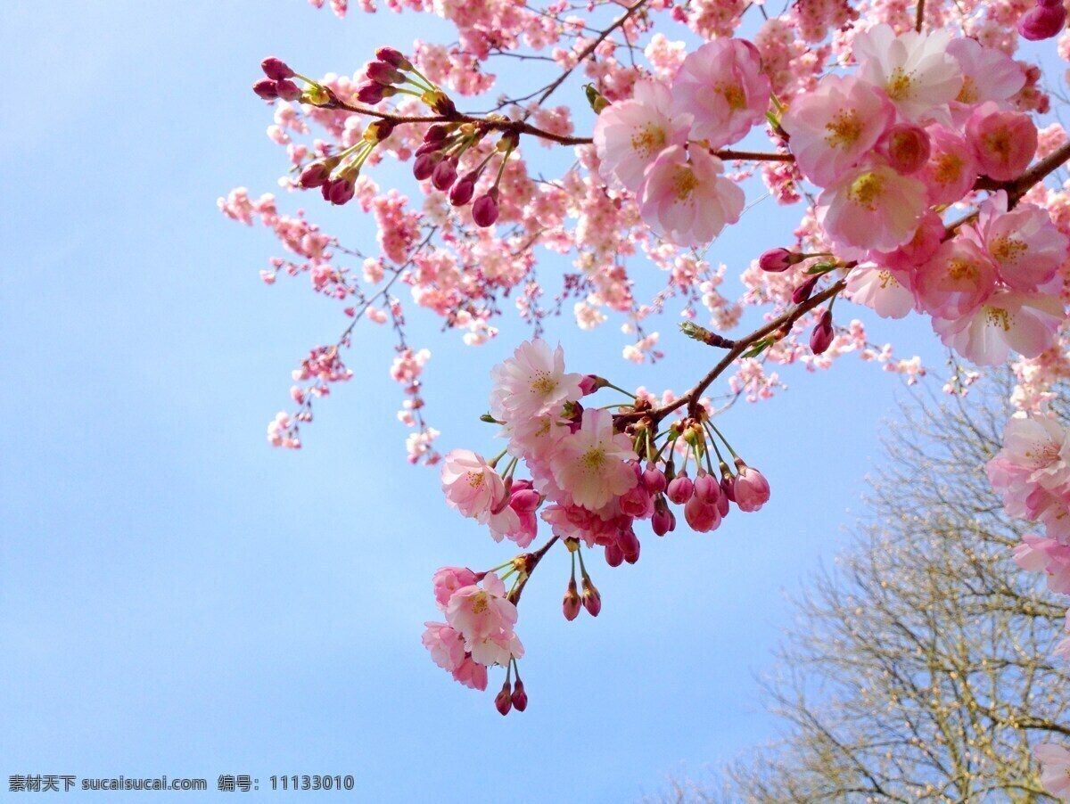 三月 粉色樱花 蓝天 白云 樱花树 观赏 樱花节 樱花素材 仰拍 植物 风景 春分 春天 树上的樱花 枝丫 自然景观 自然风景