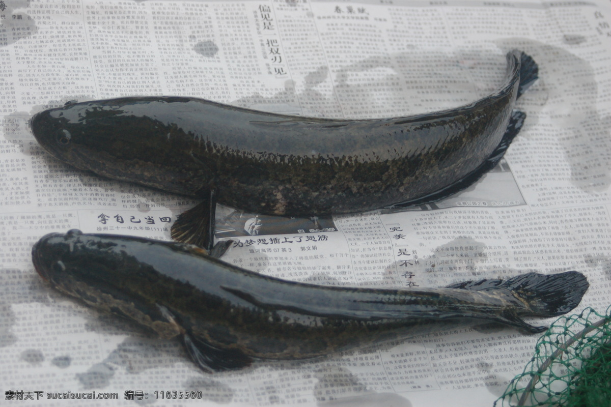 黑鱼 谟 生物世界