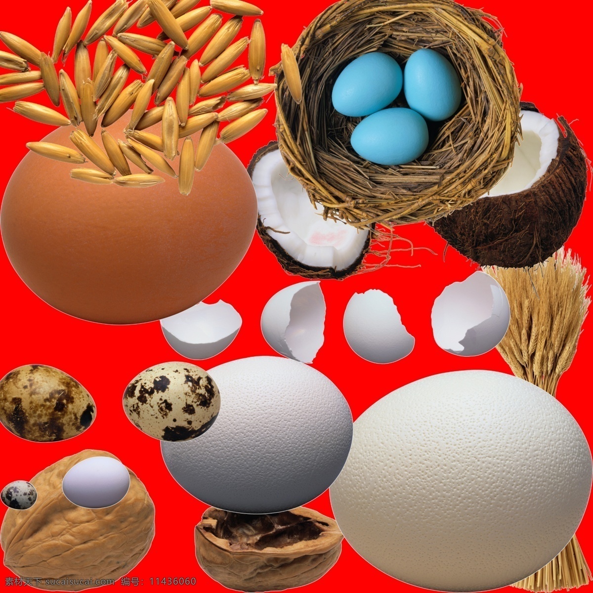 鸟蛋种子 ps素材 大麦 蛋 蛋壳 高精度图片 核桃 鸡蛋 抠好的图 鸟窝 青稞 摄影图 鸟蛋 鹌鹑蛋 鸽子蛋 小麦 一窝蛋 椰子 种子 psd源文件