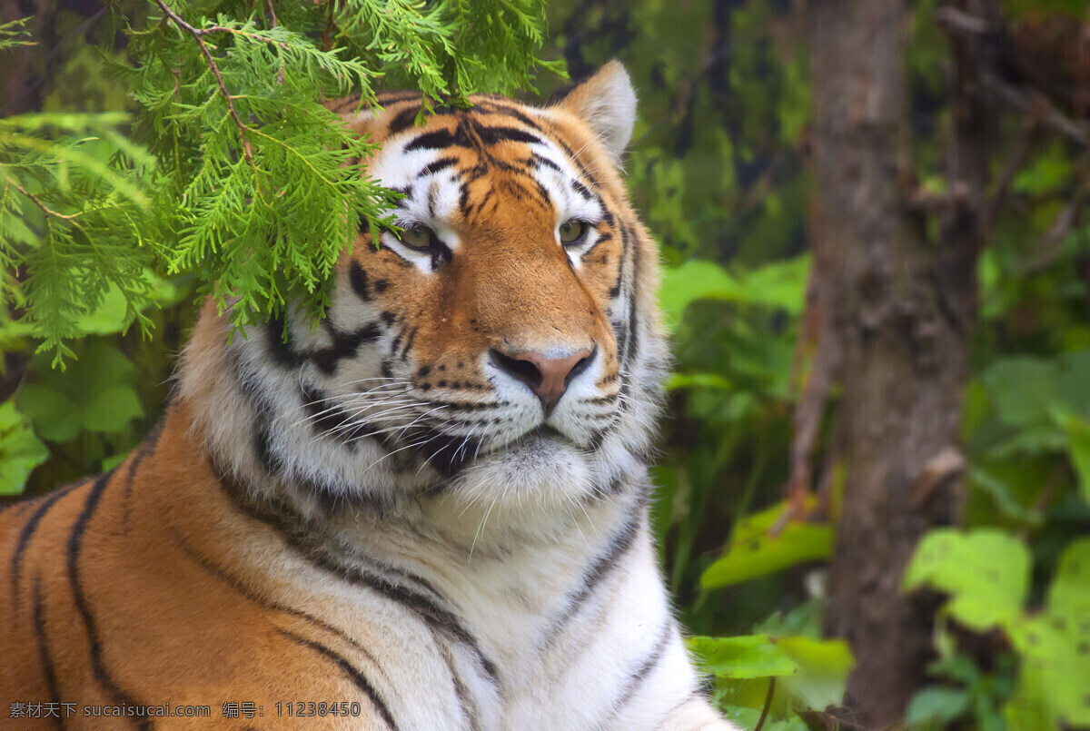 威武 老虎 猛虎 野生动物 动物世界 动物摄影 陆地动物 生物世界