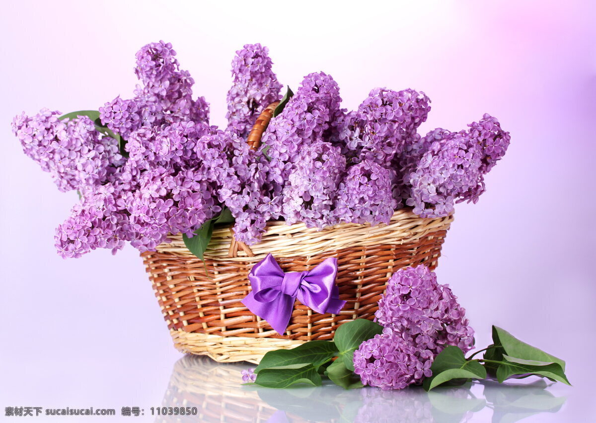 唯美 紫色 丁香花 紫色花朵 清新 紫色花 花朵