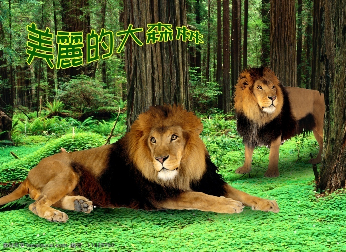 森林狮子 森林3 有狮子 psd素材 源文件库