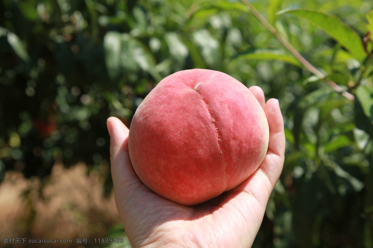 摘桃子 采摘 水果 果园 收获 果实 桃子 成熟 生物世界