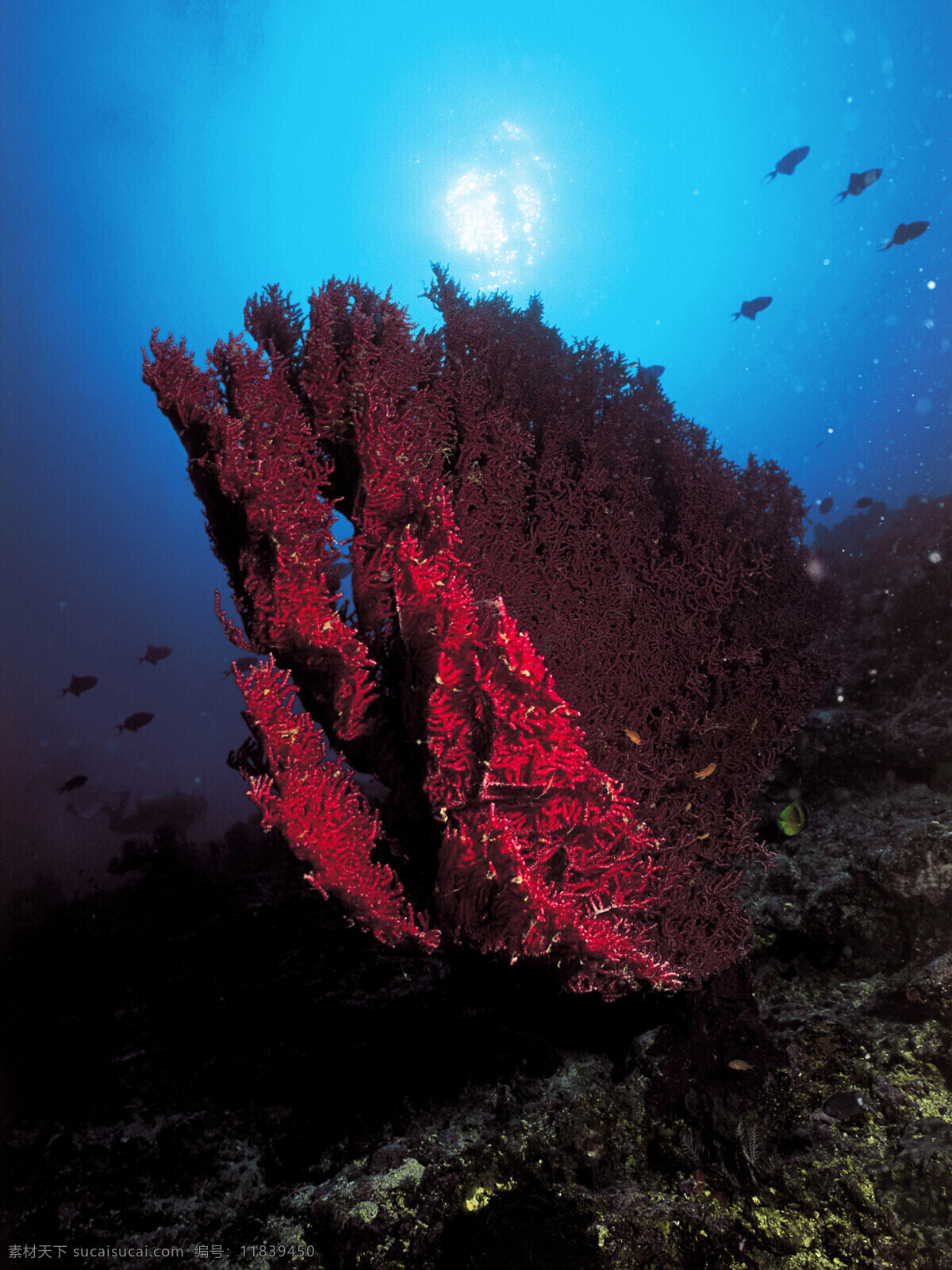 珊瑚 珊瑚虫 珊瑚礁 红珊瑚 海底 深海 海洋世界 蓝海水 大海 热带 潜水 自然 特写 植物 鱼类 海底景色 岩石 海石 海洋生态 海洋生物 奇异 生物世界