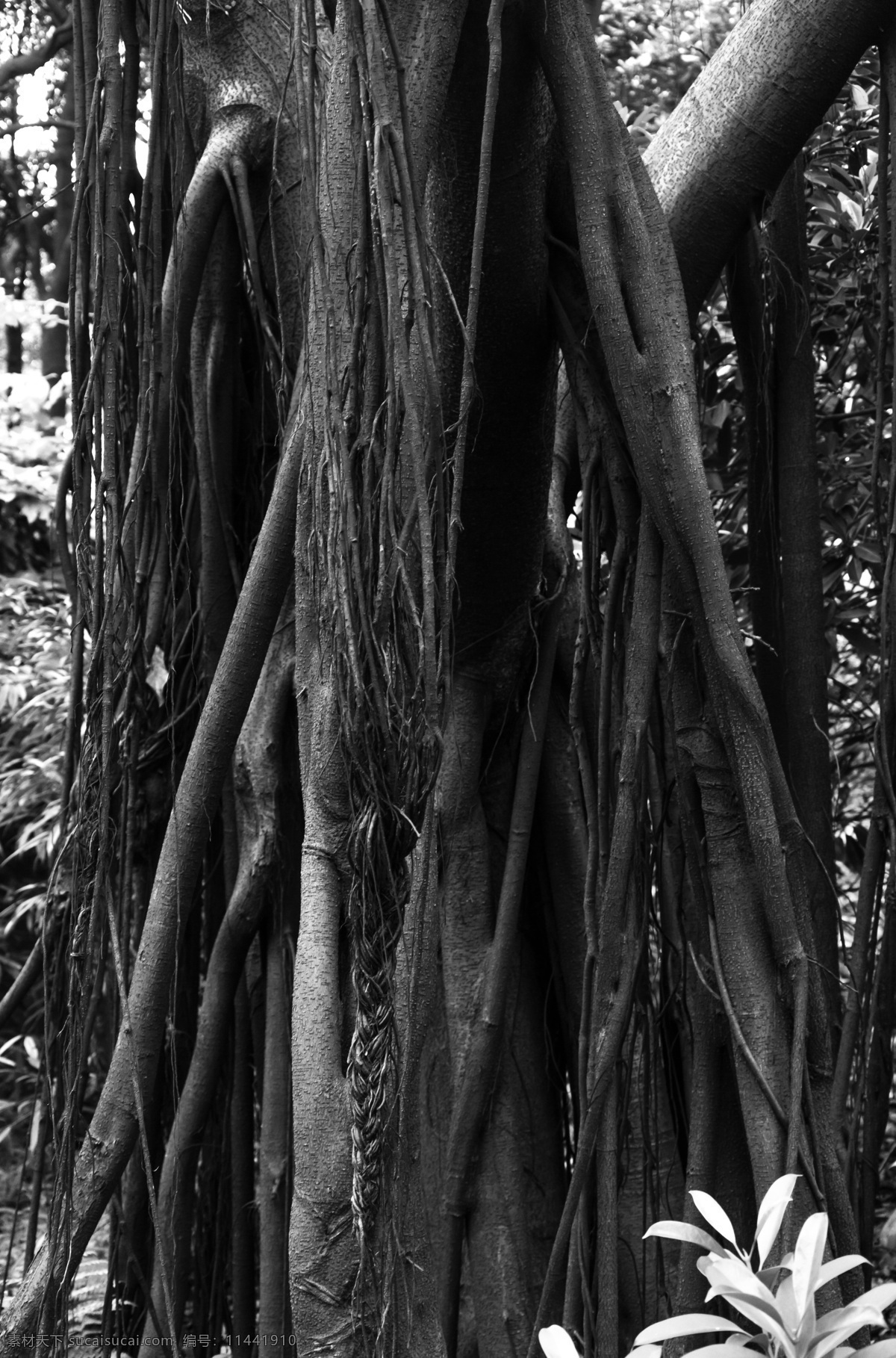榕树的根 广州 白云山 榕树 阔叶榕 树根 根须 黑白 旅游摄影 生物世界 树木树叶