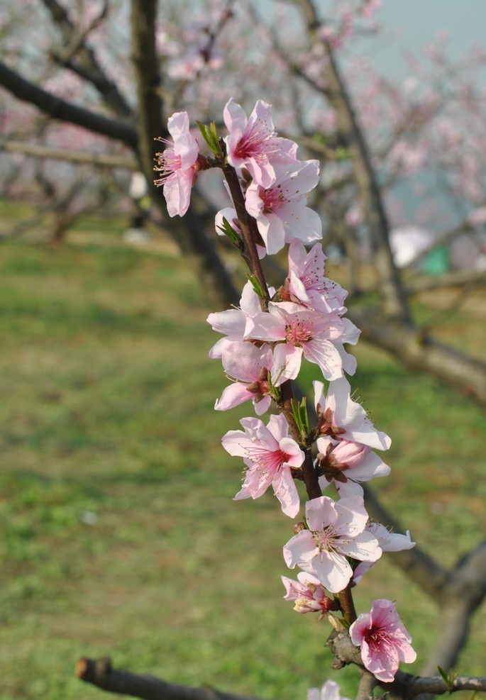 粉红 桃花 枝 华农的花儿 花草 生物世界