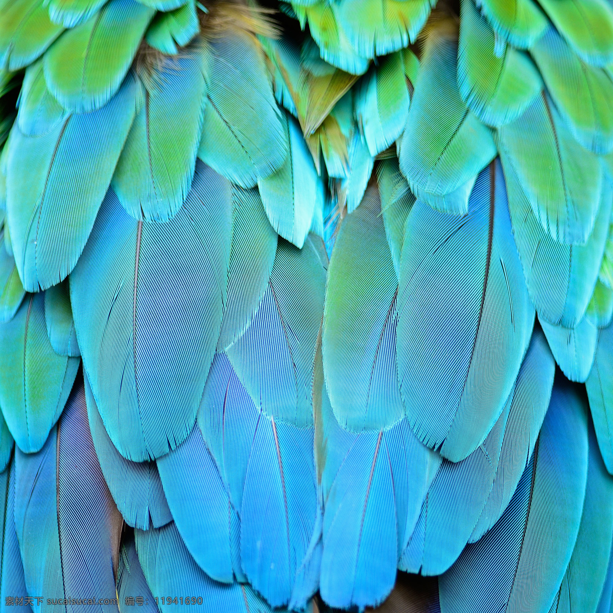 鹦鹉羽毛 鹦鹉图片 鹦鹉 彩色鹦鹉 七彩鹦鹉 巴哥 美丽鹦鹉 鹦鹉素材 鸟类 特写 生物世界