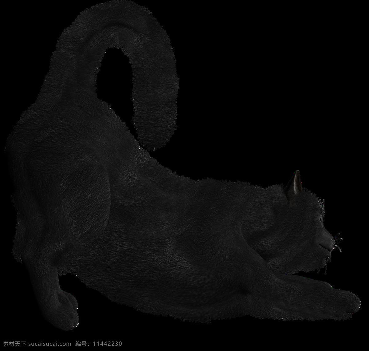 伸懒腰 黑猫 免 抠 透明 图 层 猫科动物 可爱动物图片 家禽 家畜 动物大全 野生动物 世界 上 最 萌 动物 可爱小狗图片 死人 小 动物图片 野生动物图片 萌宠图片
