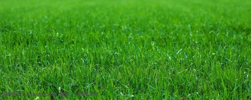 青色的草地 草地 草 草坪 绿色 自然 风景图片 自然景观 自然风景