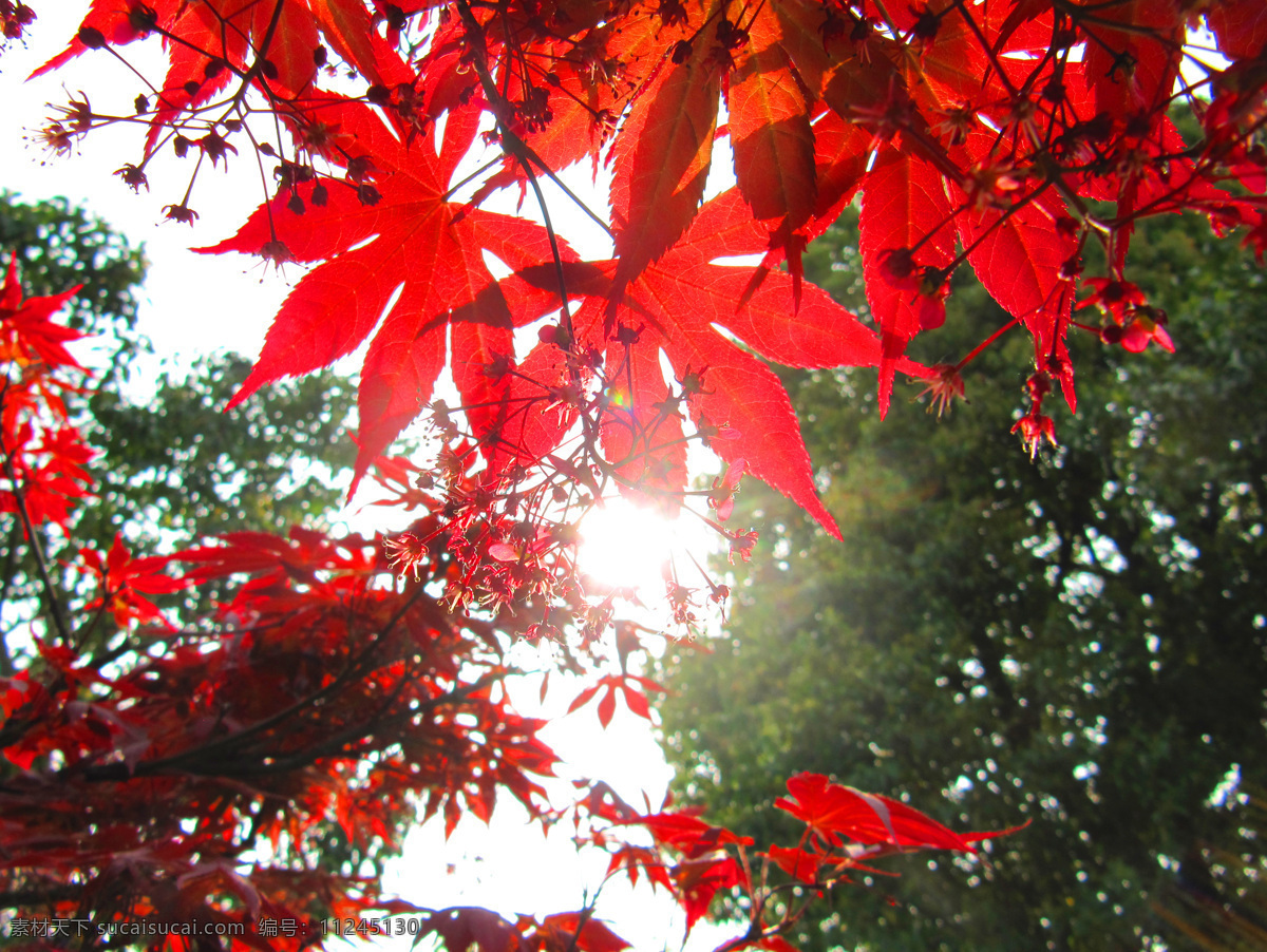 阳光下的枫叶 太湖 风光 红色 阳光 枫叶 唯美 高清 树木树叶 生物世界