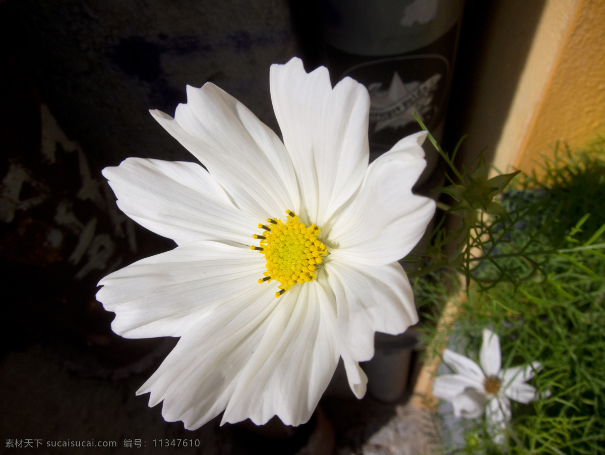 位图免费下载 服装图案 花朵 数码照片 位图 植物摄影 写实花卉 面料图库 服装设计 图案花型