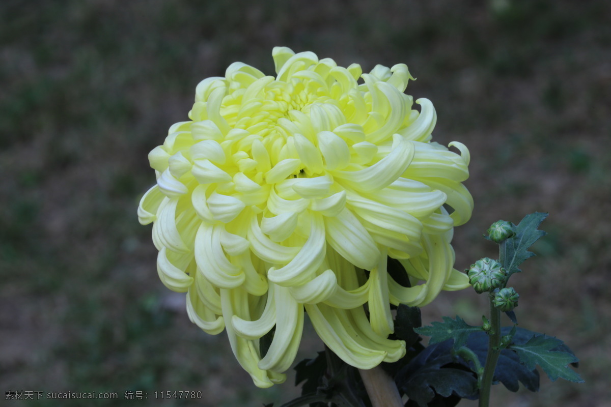 秋菊 观赏花卉 园艺 花卉素材 寿客 金英 黄华 陶菊 花卉 花儿 花草 花朵 花瓣 花蕊 菊菊花 生物世界