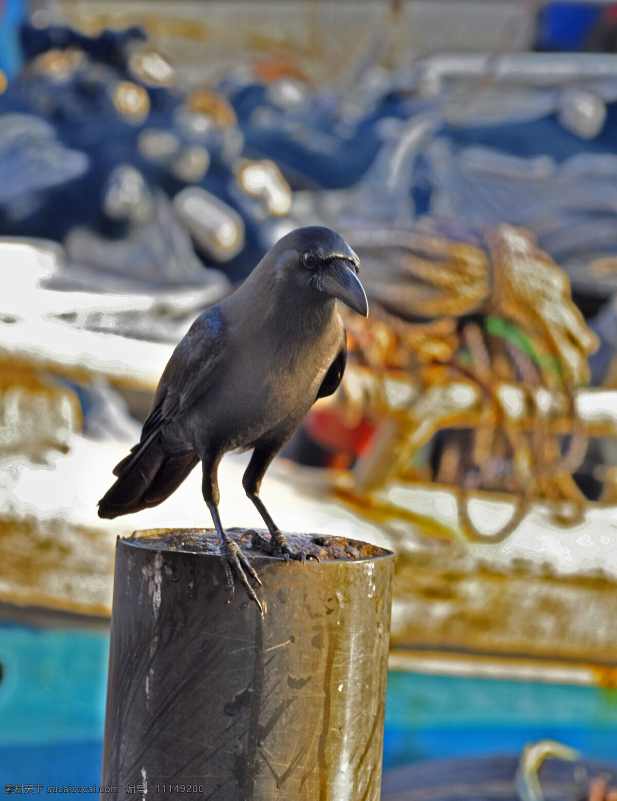 鸟 自然 鸟类 乌鸦 渔港 觅食 寻找 高处 阳光 金色 黑色 蝙蝠飞禽 生物世界