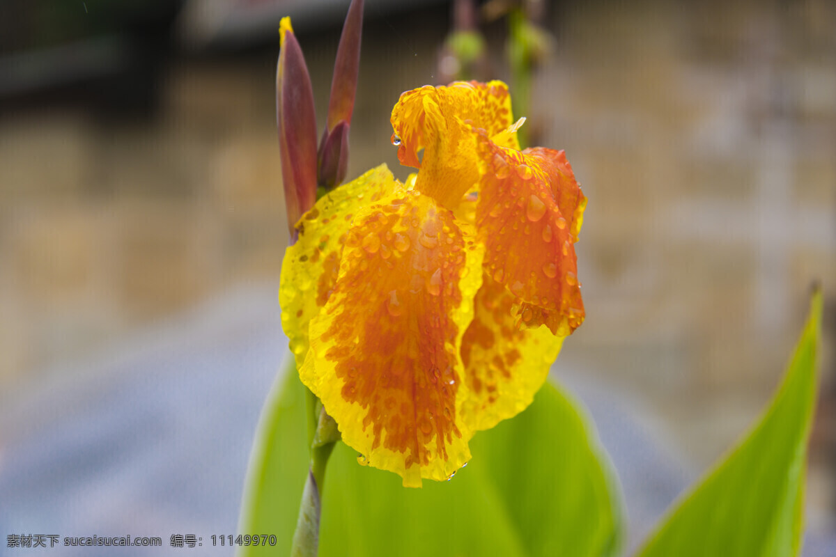 黄花 花朵 岑巩 贵州岑巩 岑巩花朵 岑巩花卉 花卉 花 花特写 生物世界 花草