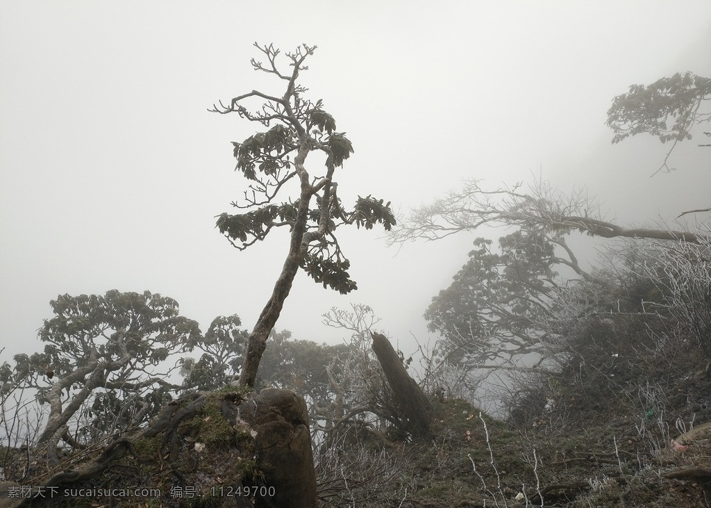 峨眉山猴山 峨眉山 旅游 国内 风景 植物 雾 冰 霜 冬季 自然景观 自然风景