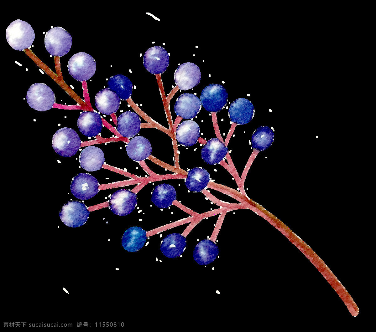 紫色 果实 花卉 卡通 透明 抠图专用 装饰 设计素材