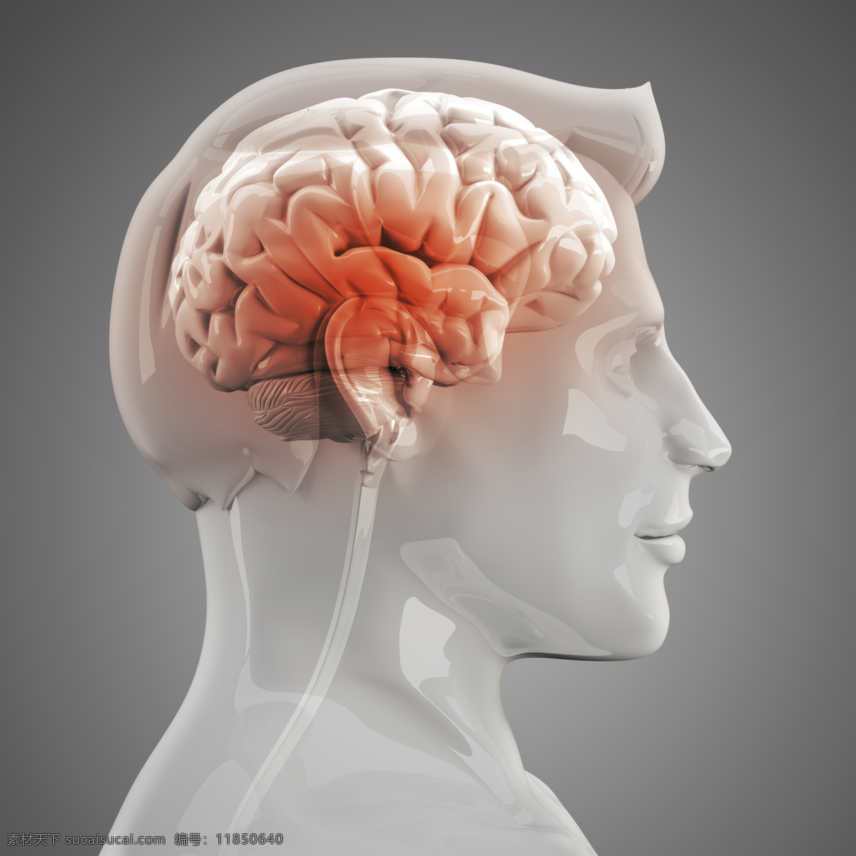 人体 左 脑 x 光 图像 透视图 x光 医疗主题 左脑 医疗护理 现代科技