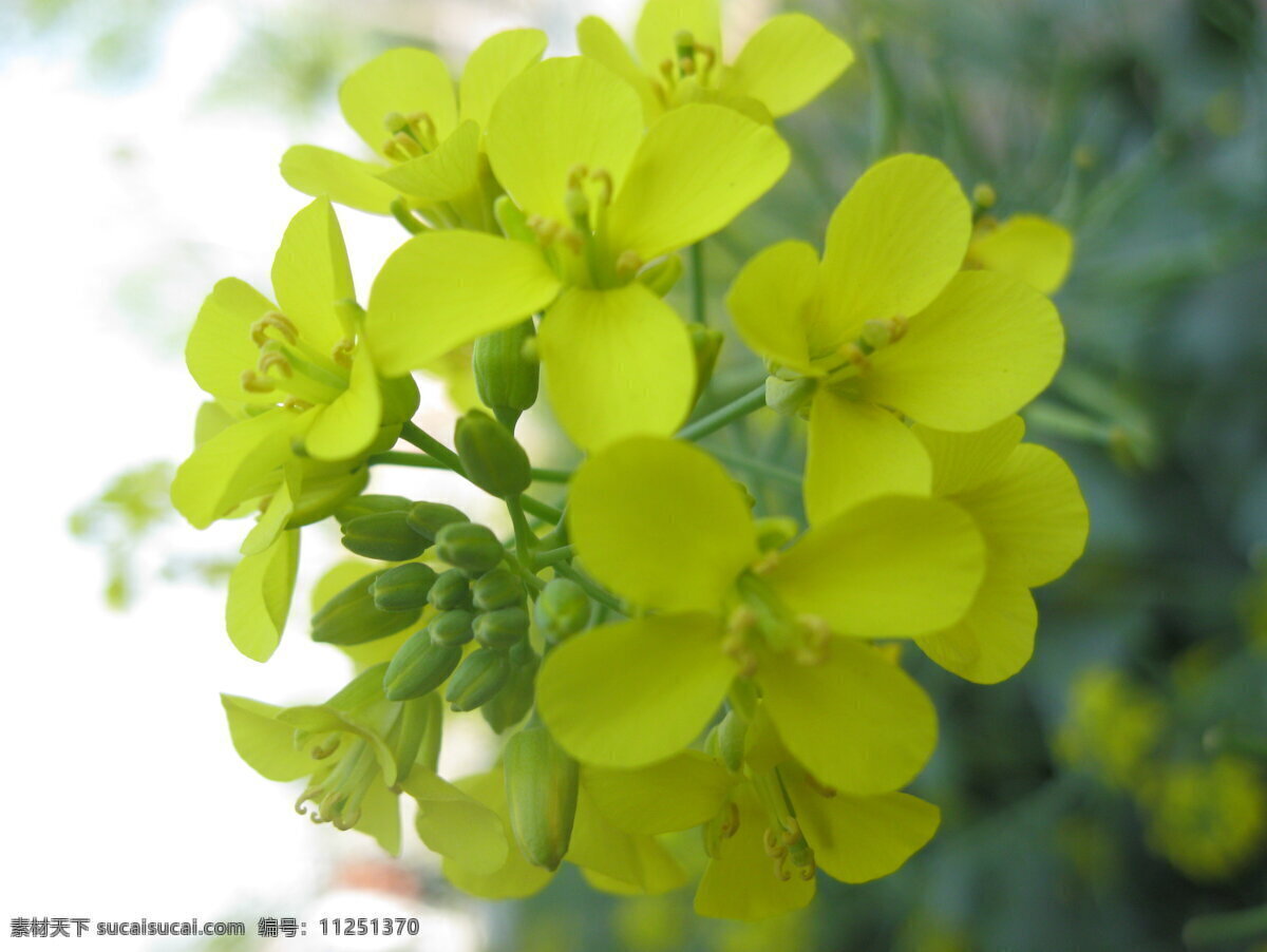 油菜花 清明 踏青 田园风光 小麦 自然景观 傻瓜相机 早熟 psd源文件