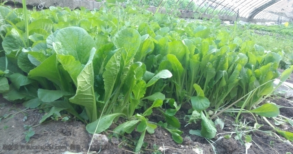 小白菜 蔬菜 有机 绿色 无公害 有机蔬菜 健康 安全 营养 美味 食材 植物 生物世界