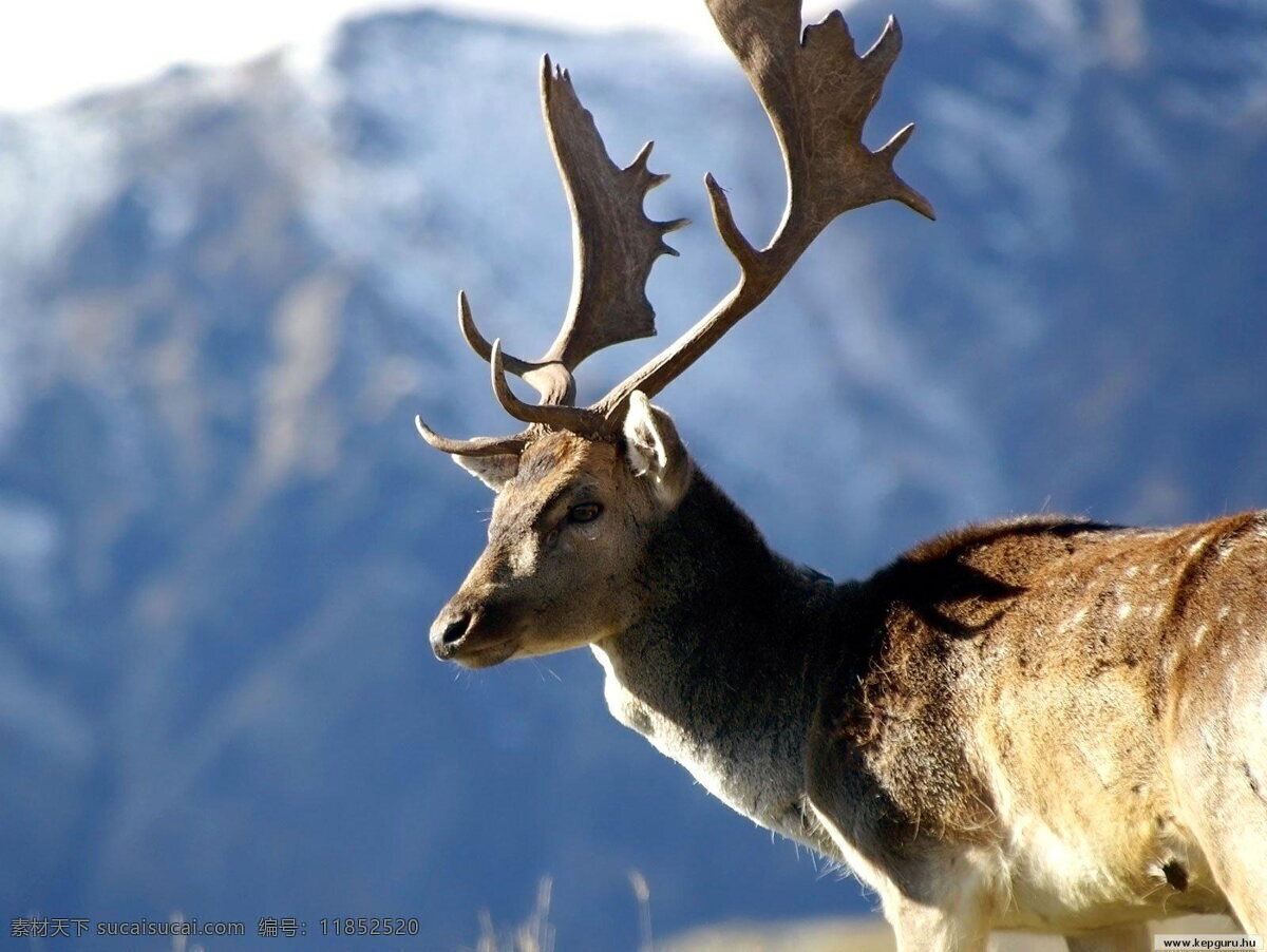 草原 上 麋鹿 高清 珍稀动物 野生动物 鹿角 鹿皮 陆生动物