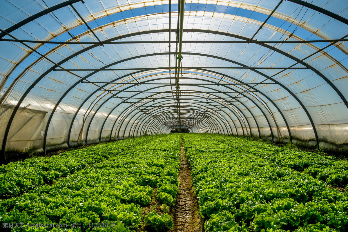 温室大棚 大棚种植 蔬菜大棚 无土栽培 大棚 蔬菜 现代农业 生物世界 现代科技 农业生产