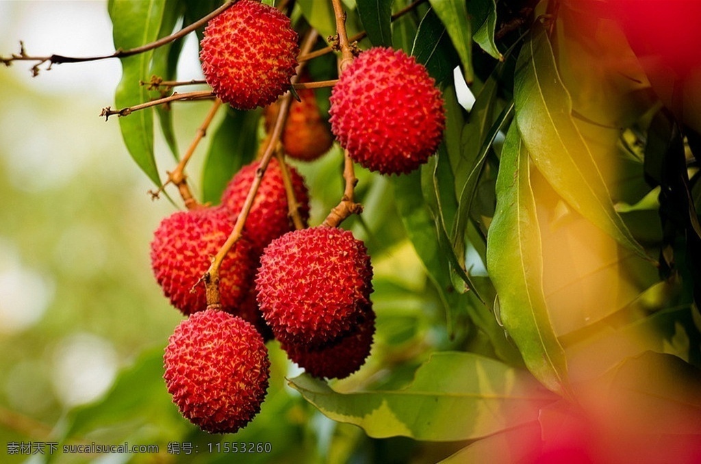 荔枝 丰收 鲜荔枝 熟荔枝 红荔枝 水果 生物世界