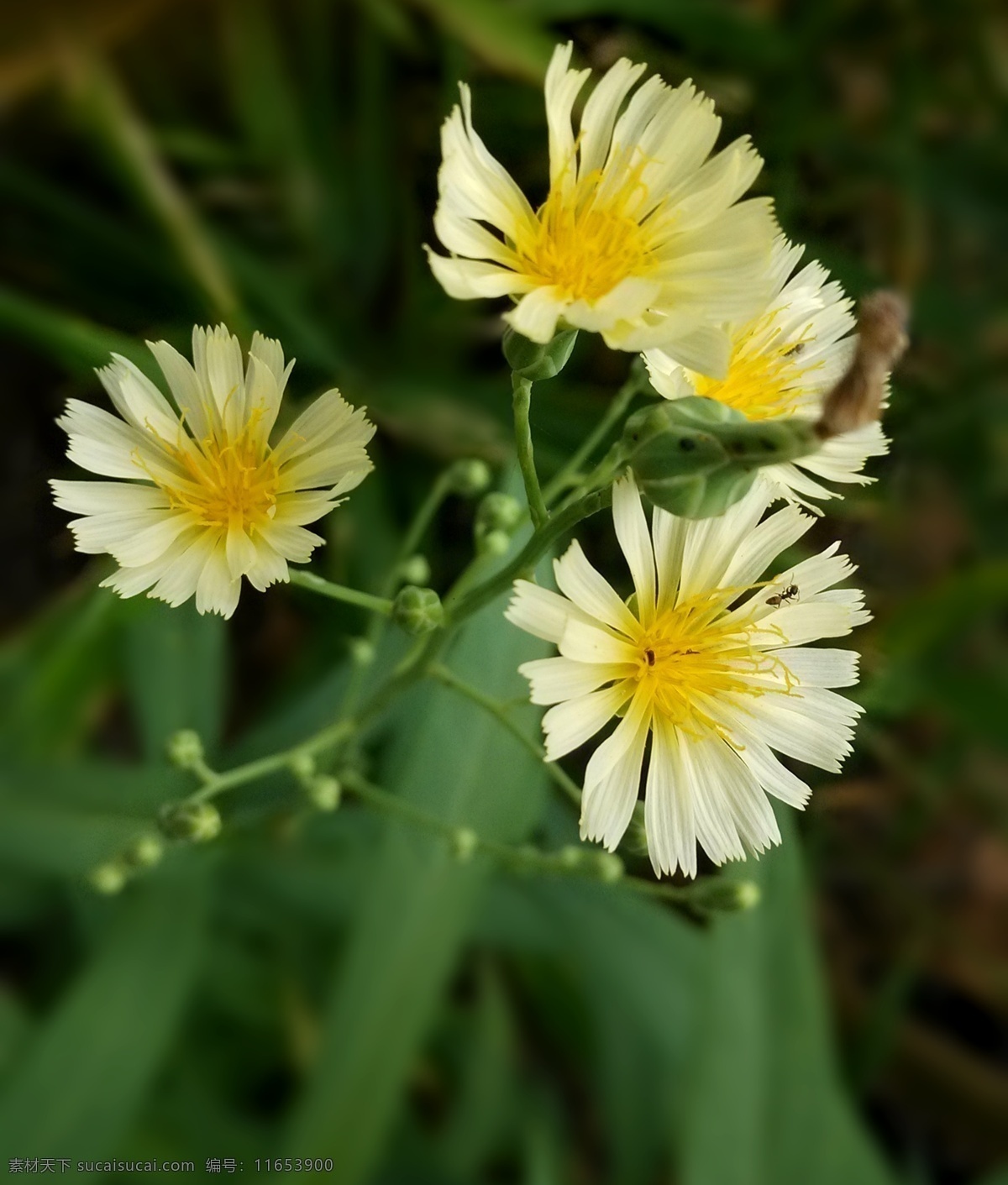 菜花 麦菜花 苦麦菜花 含苞欲放 花草 花蕾 黄芯 白花瓣 花草摄影 生物世界