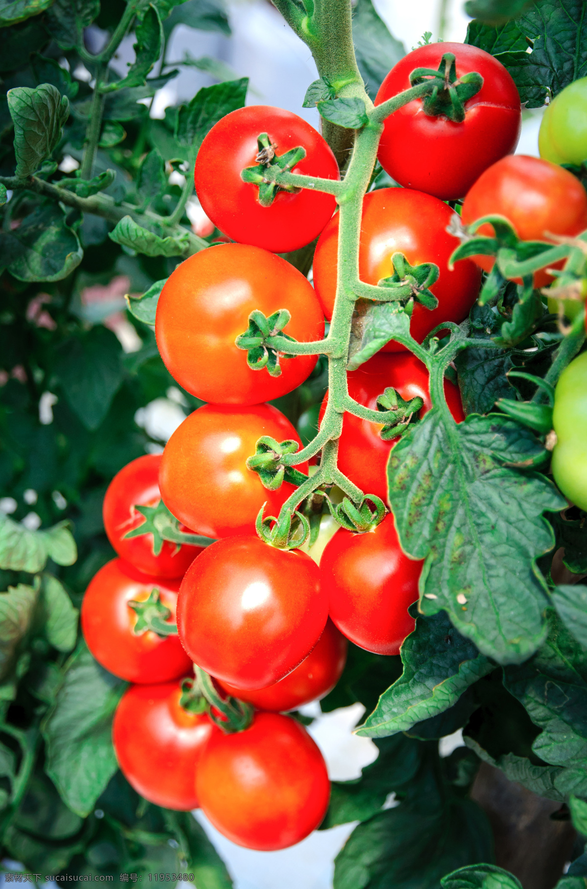 番茄 摄影图片 番茄摄影图片 西红柿 新鲜蔬菜 新鲜番茄 水果蔬菜 餐饮美食 黑色