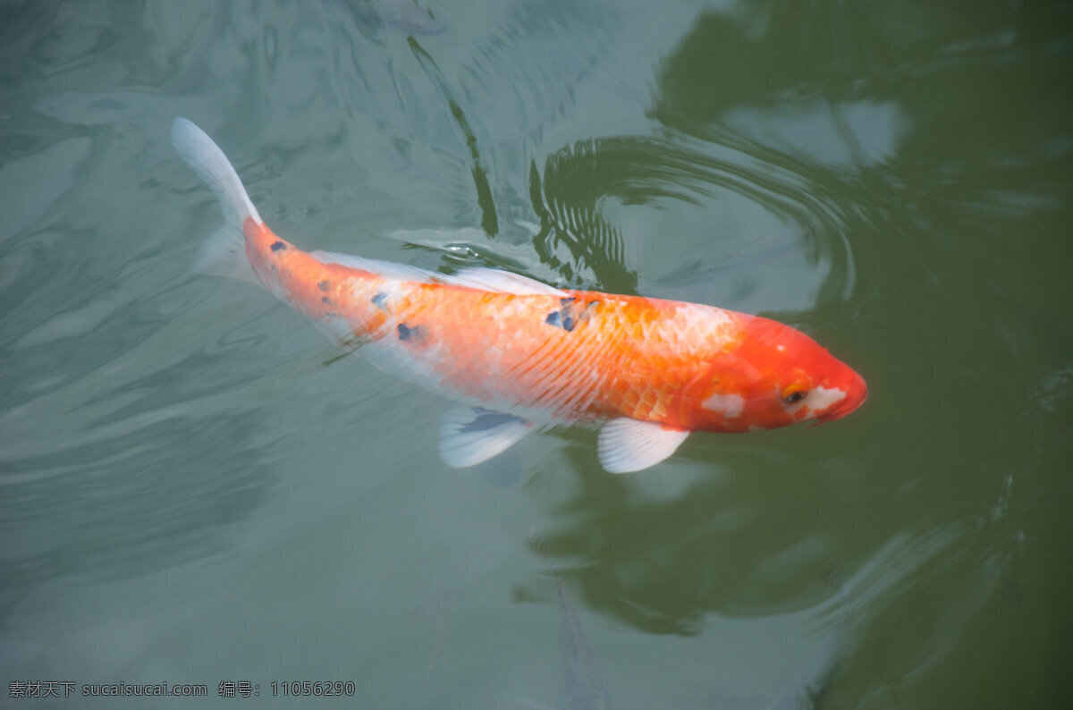 鲤鱼 池塘 水中鱼 游泳 鱼类 生物世界