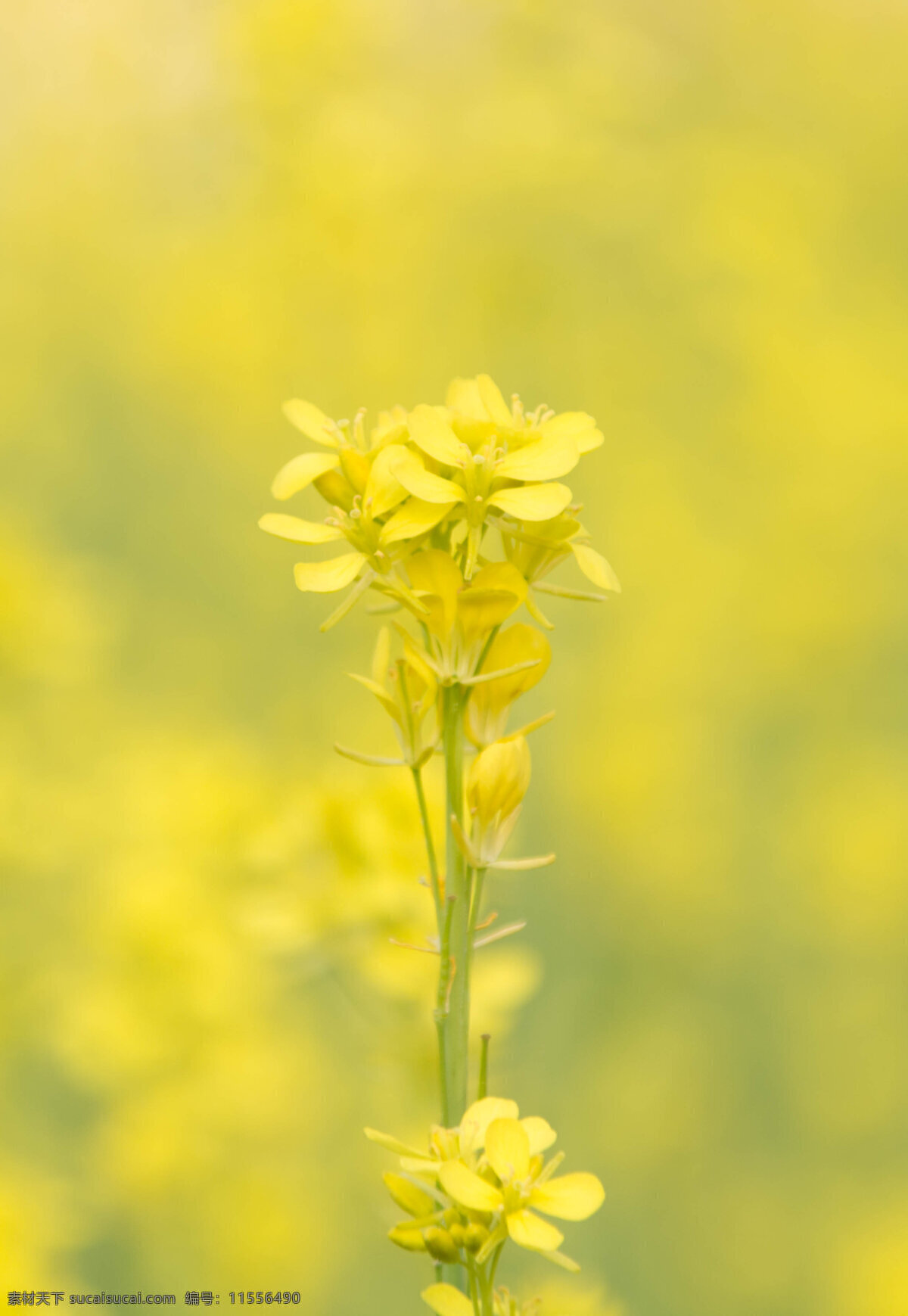 唯美 黄色 花朵 海报 背景 花朵海报背景 一朵花 油菜花 花 花海 唯美花朵