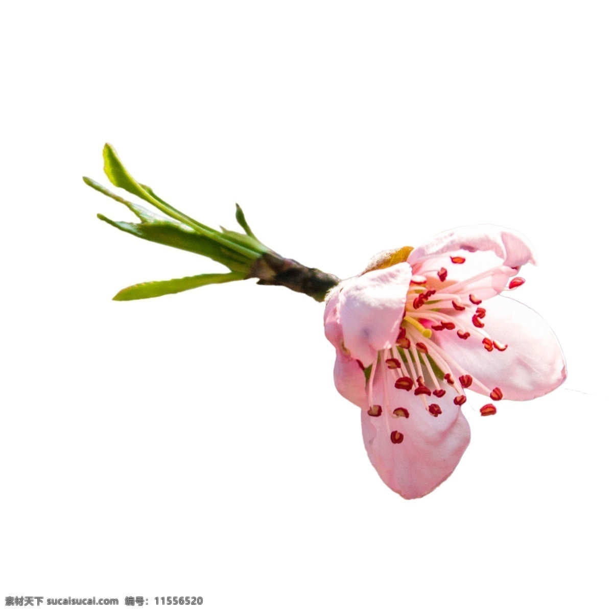 春天 美丽 粉色 花朵 粉色花朵 春天鲜花 植物鲜花 盛开的鲜花 卡通插图 创意卡通下载 插图 png图下载