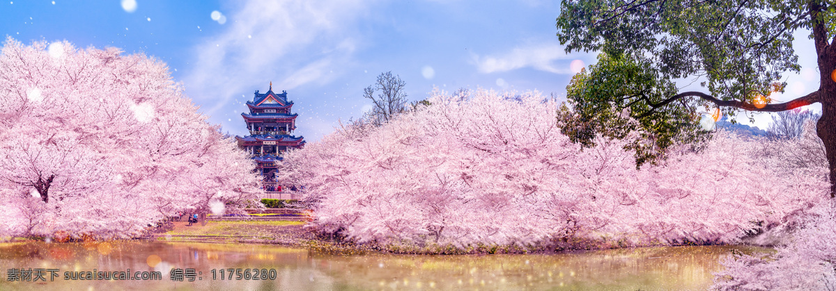 中国 公园 里 樱花 实拍 自然景观 自然风景