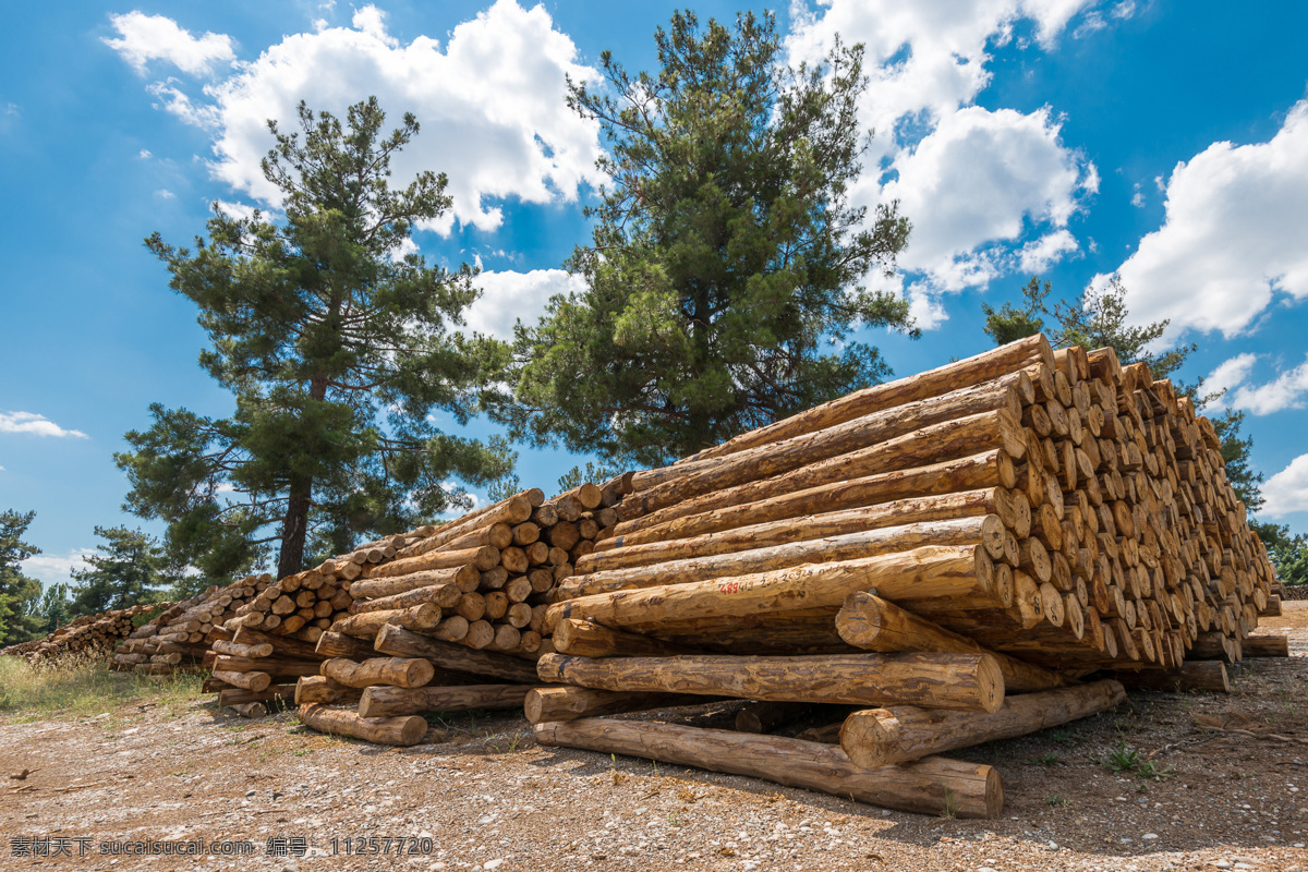 堆放 整齐 木头 堆 一起 木材 木头材质 木头背景 花草树木 生物世界