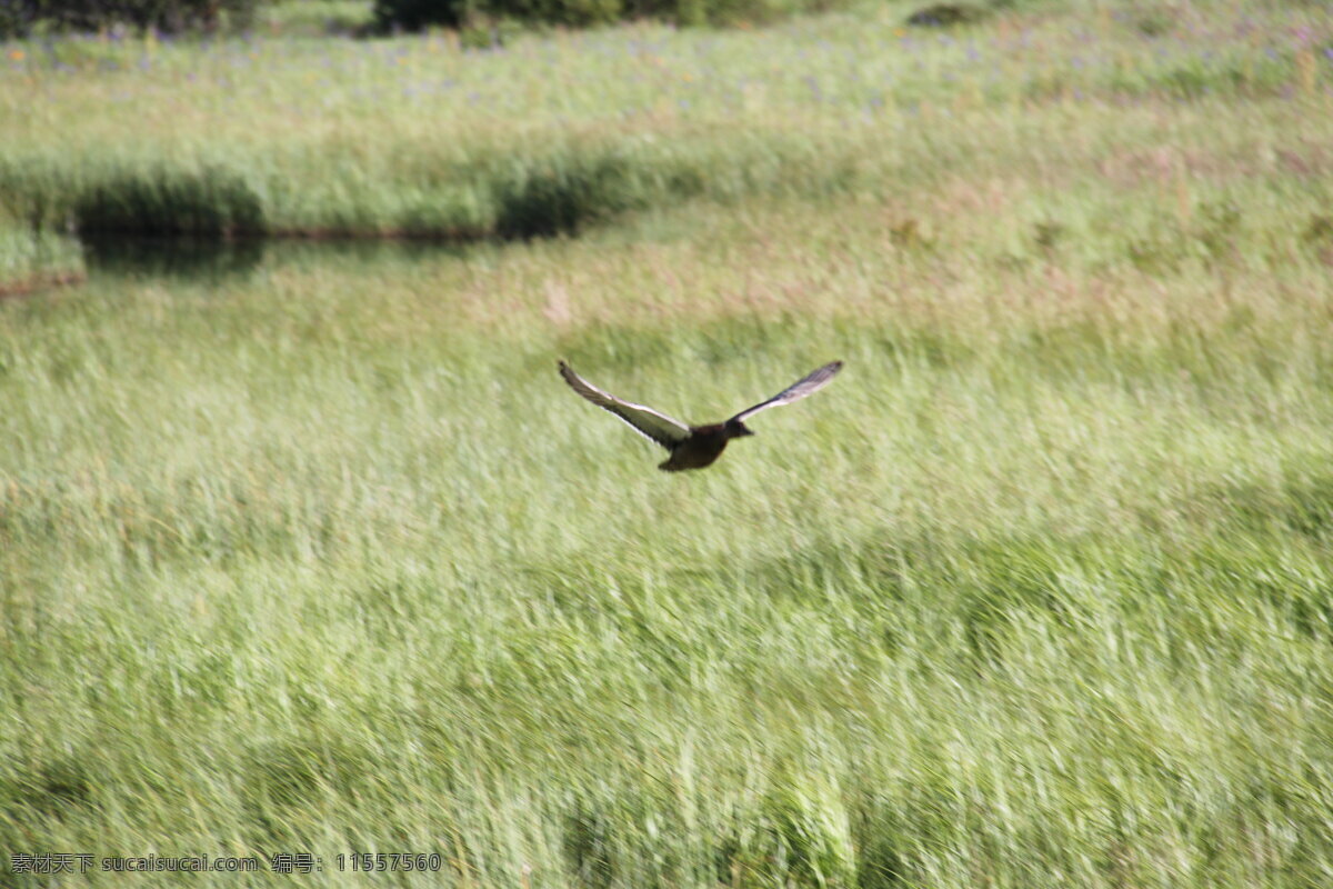野鸭 野鸭起飞 起飞 自然风景 风景 鸟类 生物世界 黄色
