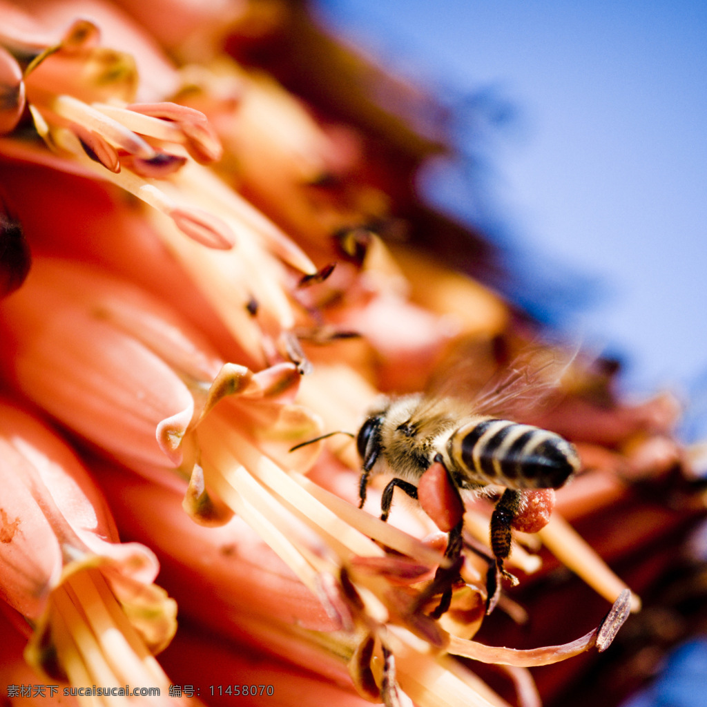 蜜蜂采蜜 蜜蜂 采蜜 昆虫 生物世界 白色
