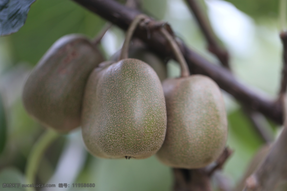 红心猕猴桃 猕猴桃 猕猴桃摄影图 猕猴桃成长 猕猴桃挂树上 猕猴桃果园 生物世界 水果