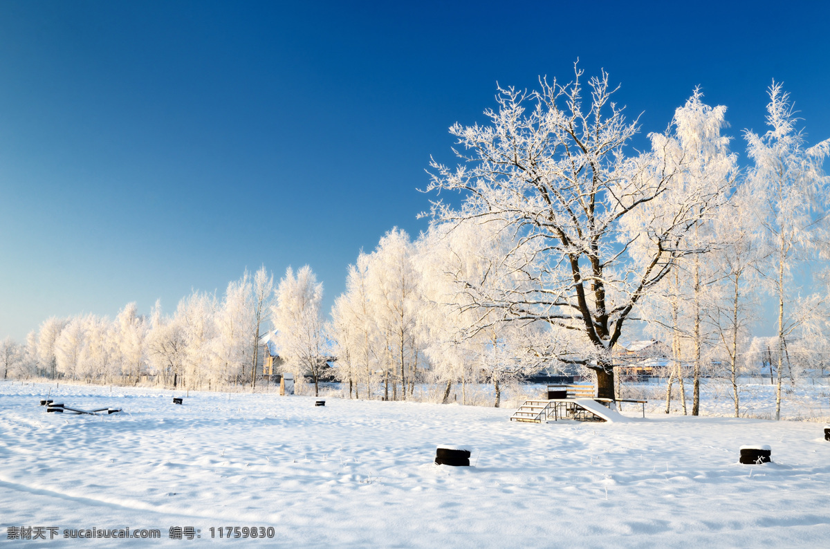 美丽 雪景 雪地 雪花 树 植物 雾凇 树挂 雪景图片 风景图片