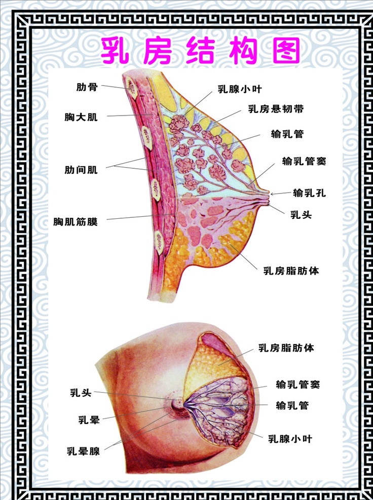 乳房 结构图 展板 乳房结构图 海报 分解图 中医海报