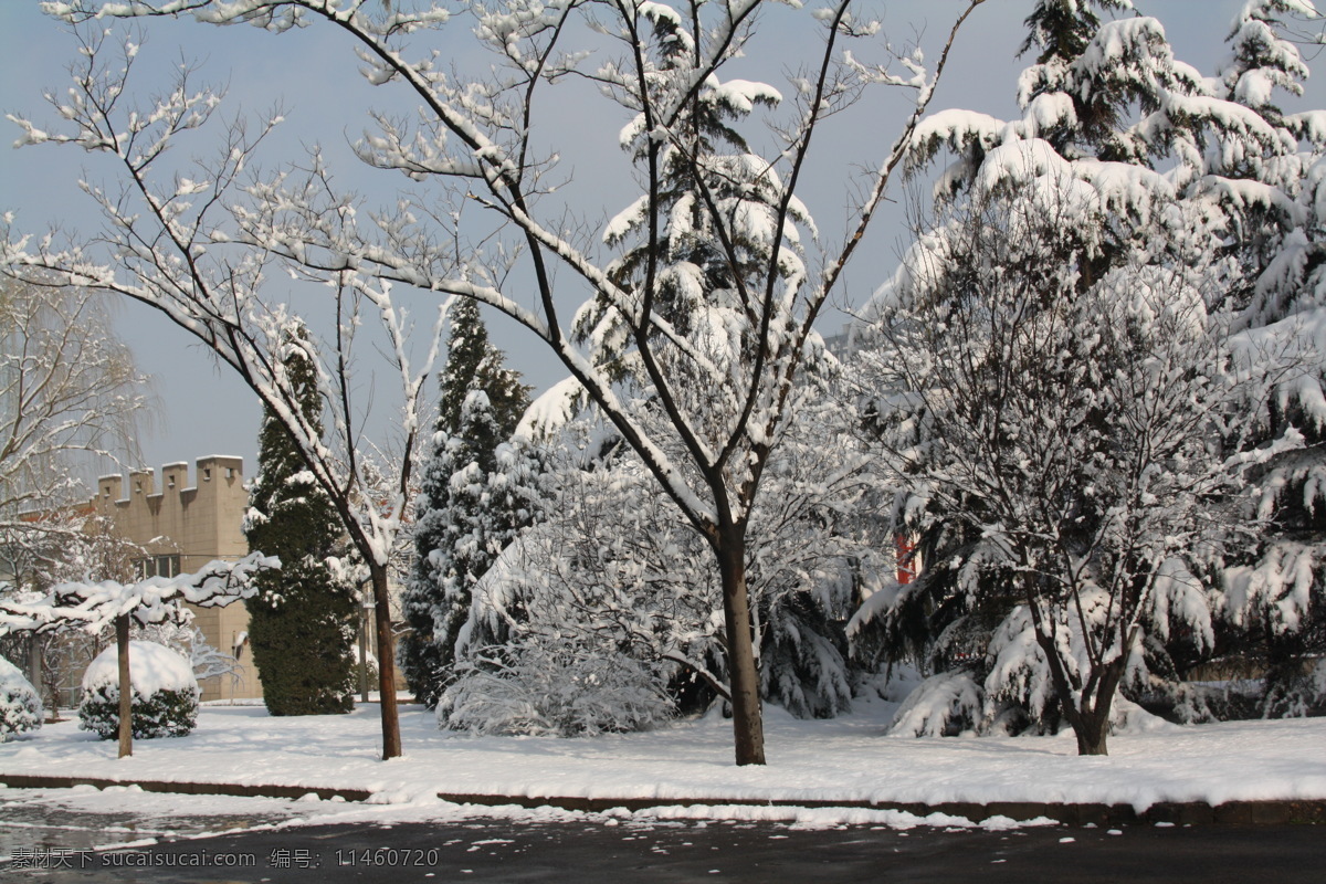 春雪 雪景 春天 大雪 街景 自然景观 自然风景