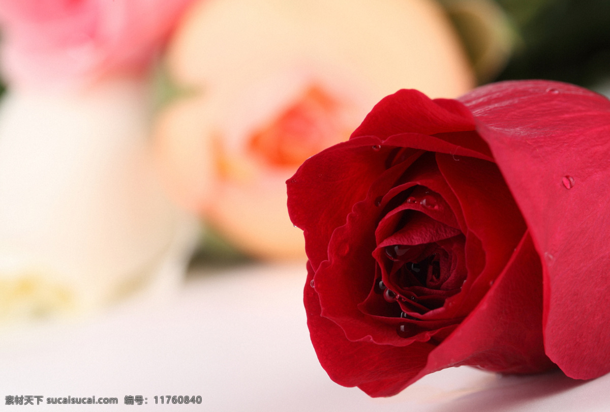 朵 红玫瑰 花 一朵红玫瑰花 露珠 水珠 玫瑰花 美丽鲜花 漂亮花朵 花卉 鲜花摄影 花草树木 生物世界