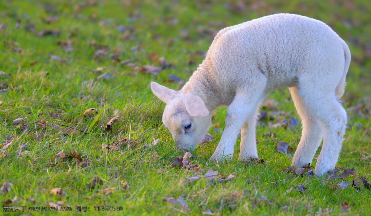 可爱 动物 小绵羊 风景 自然 草地 落叶 绵羊 吃草 自然风景 旅游摄影