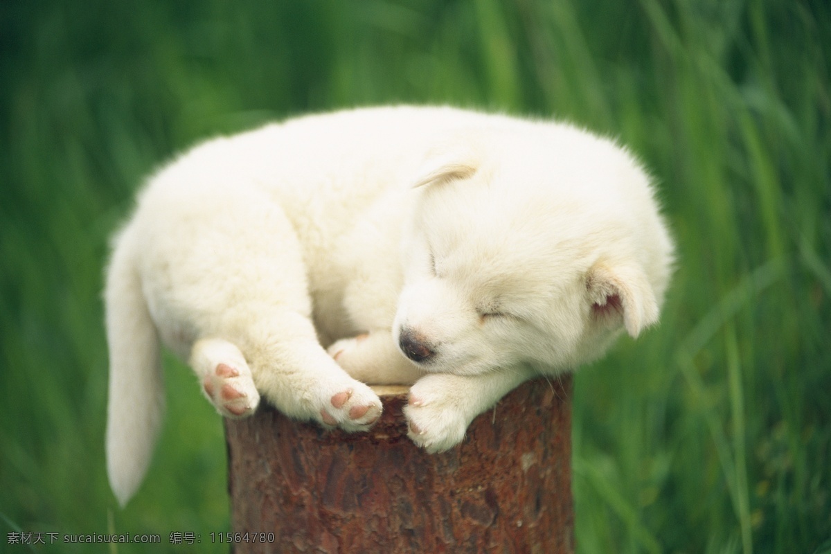 睡觉 可爱 小狗 动物世界 小动物 宠物 名贵犬种 宠物狗 陆地动物 生物世界 白色