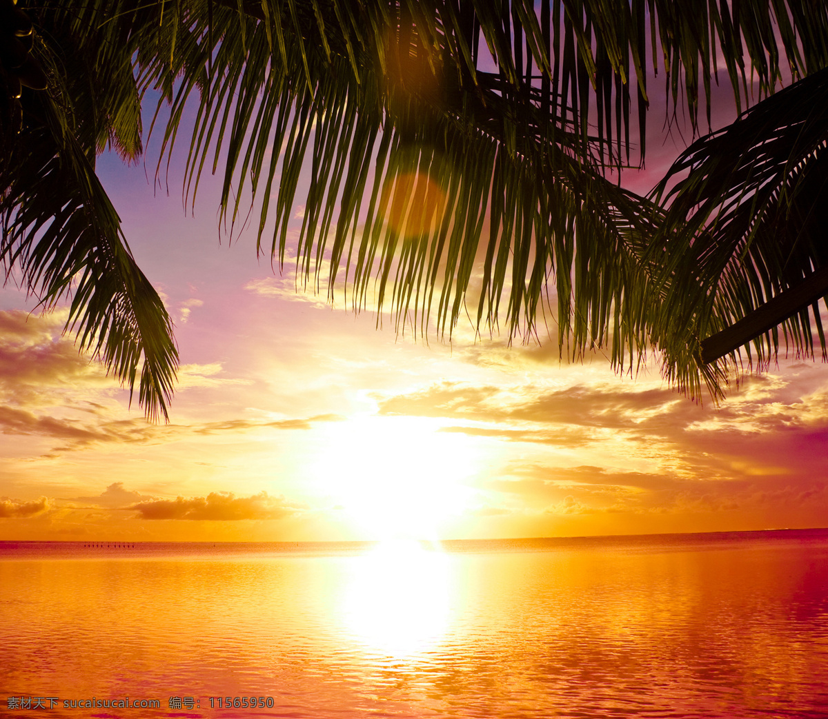 海面上的落日 海面 落日 椰子树 黄昏 日落 风景图片 天空云彩 自然景观 黑色