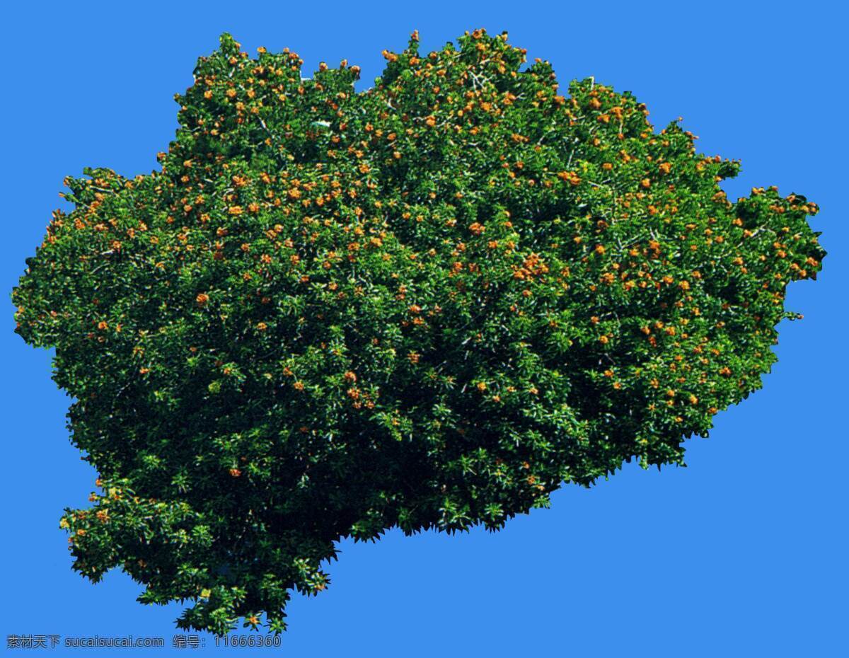 台湾 海桐 植物 园林植物 台湾海桐 配景素材 园林 建筑装饰 设计素材 3d模型素材 室内场景模型