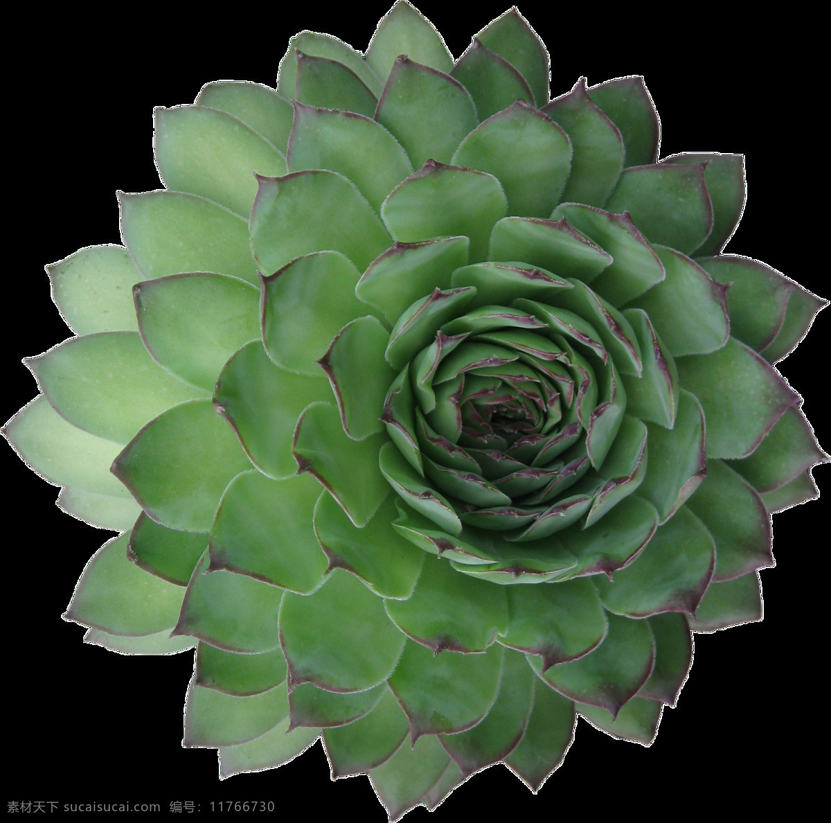 朵 开放 中 肉 植物 透明 花朵 绿色 免扣素材 透明素材 叶片 装饰图片