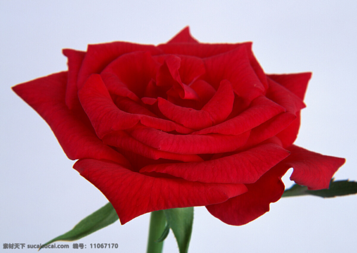 花朵 特写 高清 玫瑰花 高清图片素材 红玫瑰 花瓣 花朵特写 花束 生物世界