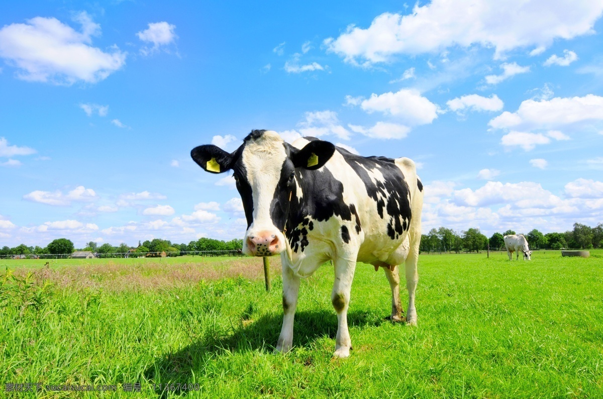 奶牛 黑白花 老黄牛 草原 牧场 放牧 草地 蓝天 白云 天空 牛奶 桌面壁纸 生物世界 家禽家畜
