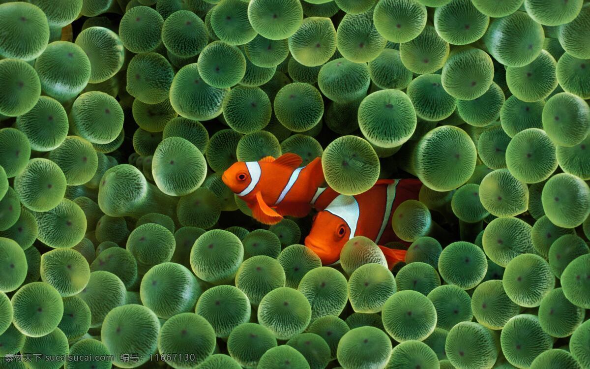 海底 世界 海底世界 海底鱼类 鱼 背景图片