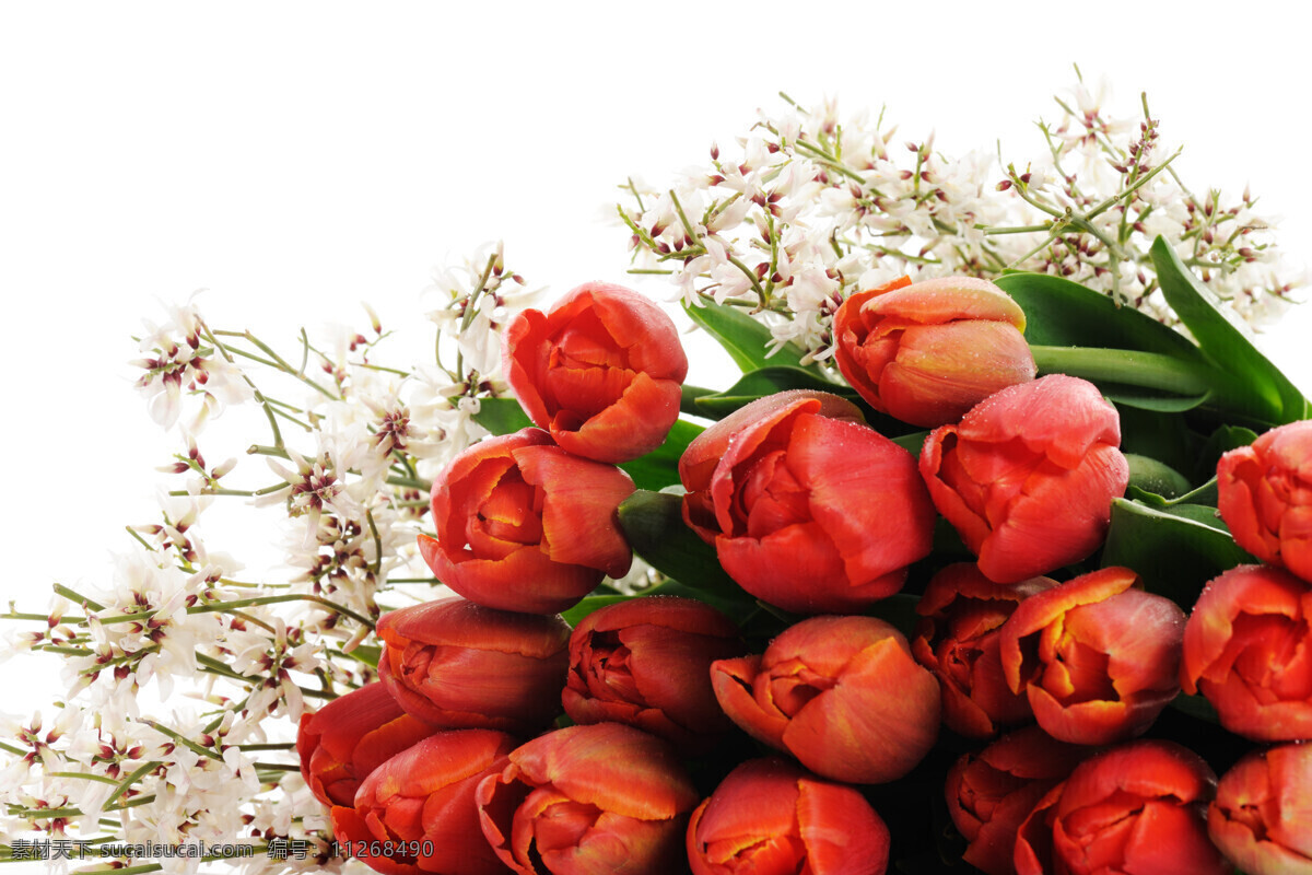 红色 郁金香 郁金香鲜花 红色郁金香 花卉 花朵 美丽鲜花 节日庆典 生活百科